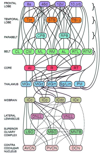 Figure 5 : Connexions corticales et sous-corticales des voies auditives chez le primate. Ce graphique illustre la remarquable complexité du cheminement de l’information en vue de son traitement (Kaas et Hackett, 2000).