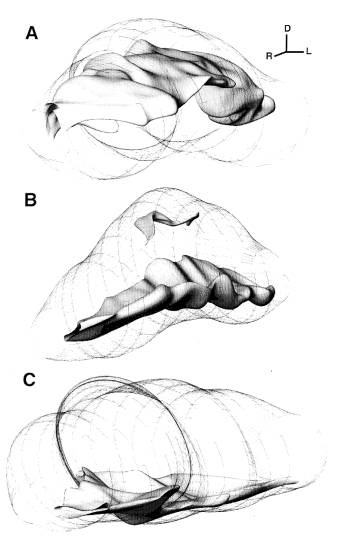 Figure 9 : Reconstructions tridimensionnelles du noyau dorsal du lemnisque latéral chez le chat. A : région activée par des stimulations de basse fréquence. B : activation par des stimulations de sons de moyenne fréquence. C : activation par des stimulations de haute fréquence (Bajo et al., 1999). 