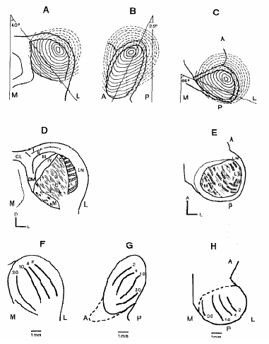 Figure 10 : Représentations schématiques de la topographie anatomique et fonctionnelle du colliculus inférieur du chat. 
