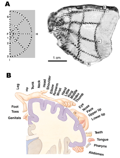 Figure 19 : Organisations rétinotopique (A) et somatotopique (B) corticale.