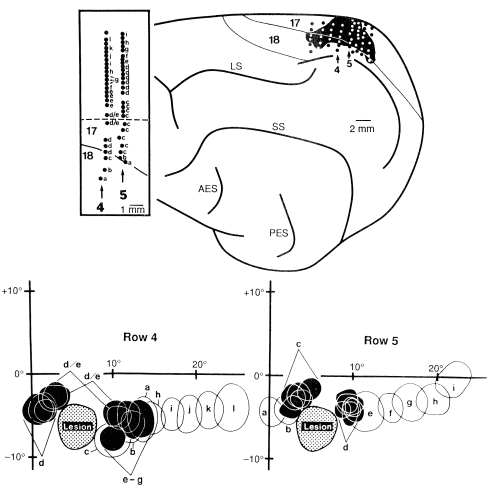Figure 22 : Exemple de réorganisation du cortex visuel. 