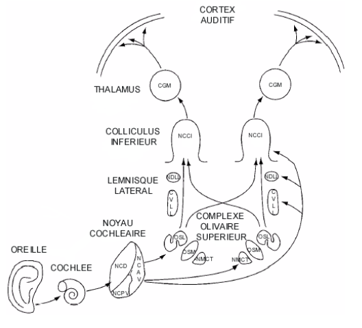 Figure 4 : Représentation schématique des 10 noyaux principaux présents le long des voies auditives (Glendenning et Hutson, 1998). 