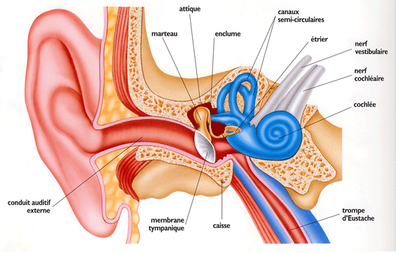 Figure 1 : appareil auditif périphérique schématisé