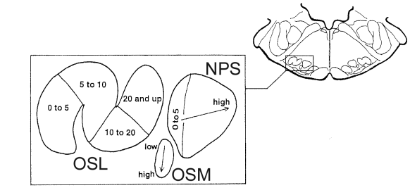 Figure 8 : Résumé de l’organisation tonotopique du complexe olivaire supérieur chez le rat (Kelly et al., 1998).