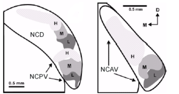 Figure 7 : Illustration de l’organisation tonotopique du noyau cochléaire dorsal (NCD) et des noyaux cochléaires postero-ventral (NCPV) et antero-ventral (NCAV). Sur ce schéma sont représentées les régions codant les hautes (H), les moyennes (M) et les basses (L) fréquences. Orientation : D, dorsal ; M, médian (Saint Marie et al., 1999).