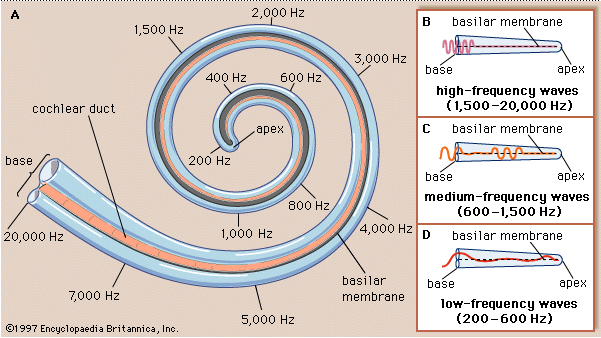 Figure 3 : Organisation tonotopique cochléaire (A) et réponse de la membrane basilaire aux stimulations acoustiques (B, C, D). Les sons de haute fréquence font vibrer uniquement la partie apicale de la cochlée (B) alors que les sons de basse fréquence induisent une vibration jusqu’à l’apex (D). 
