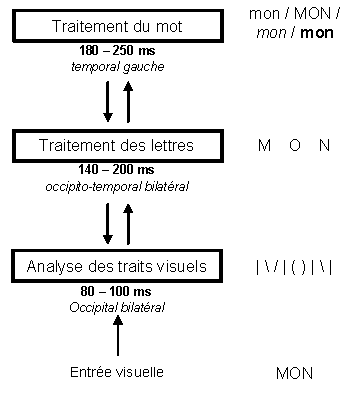 Figure 2.1 : Schéma des processus de traitement visuel du mot ‘MON’.