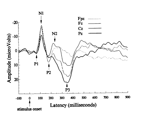 Figure 1.11 : Amplitude des différences de potentiels enregistrées, au cours du temps, à la surface du scalp. Représentation des principaux évènements (P1, N1, P2, N2, P3) des PE visuels, pour 4 électrodes médianes (Fpz, Fz, Cz, Pz). Les potentiels négatifs sont orientés vers le haut (Segalowitz and Chevalier, 1998).