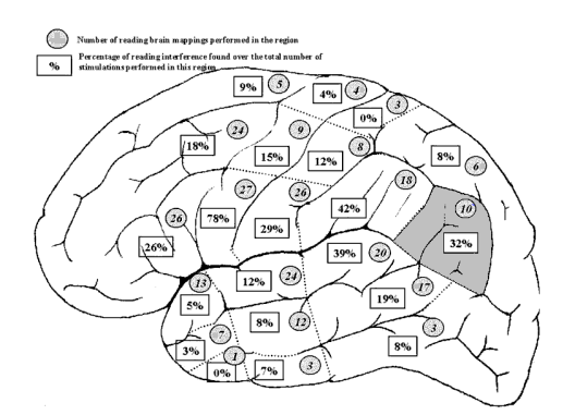 Figure 1.12 : Localisations cérébrales (hémisphère gauche) des régions stimulées (stimulation corticale directe) au cours de tâches de lecture, chez 44 patients. Le cortex est schématiquement divisé en régions délimitées par des pointillés. Cercles = nombre de fois que la région corticale a été stimulée. Carrés = pourcentages d’interférences avec la lecture qui ont été observées sur le nombre total de stimulations réalisées dans la région (d’après (Roux et al., 2004)).