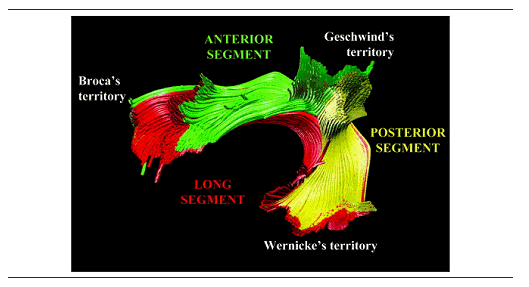 Figure 1.14 : Résultats de tractographie montrant la liaison directe des territoires de Wernicke à Broca (long segment) et la liaison indirecte, passant par le territoire de Geschwind (segments antérieur et postérieur) (tiré de (Catani et al., 2005))