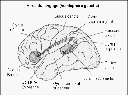 Figure 1.8 : Principales aires du langage situées dans l’hémisphère gauche cérébral. 
