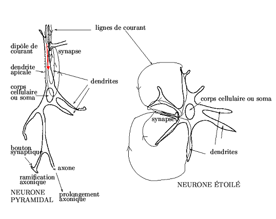 Figure 3.2 : Description d’un neurone pyramidal et d’un neurone étoilé. Une synapse excitatrice est représentée : elle provoque un puits de courant dans la région post-synaptique, ce qui provoque dans les milieux intra et extra-cellulaires des courants se refermant sur le reste de la membrane, lequel se présente donc comme une source de courant. Ces mouvements ioniques peuvent être modélisés en première approximation par un dipôle de courant, représenté par une flèche rouge.
