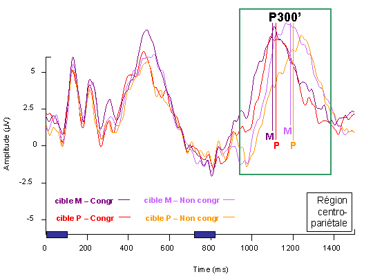 Figure 5.8 : PE mesurés dans la région centro-pariétale (dérivation linéaire des électrodes C1, CP1, Cz, CPz, C2, CP2), pour les deux conditions de congruence et les deux catégories cible. Les temps d’exposition des deux items successifs d’une paire sont matérialisés par des rectangles bleus. La région d’intérêt est indiquée par un encadrement vert. Les temps de réaction sont indiqués par des barres verticales sur les tracés, les couleurs des barres faisant référence à la légende. 