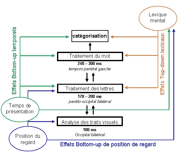 Figure 4.10 : Effets "top-down" et "Bottom-up" influençant l’identification d’une séquence de lettres.