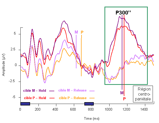Figure 5.10 : PE mesurés dans la région centro-pariétale (dérivation linéaire des électrodes C1, CP1, Cz, CPz, C2, CP2), pour les deux conditions de congruence et les deux catégories cible. Les temps d’exposition des deux items successifs d’une paire sont matérialisés par des rectangles bleus. La région d’intérêt est indiquée par un encadrement vert. Les temps de réaction sont indiqués par des barres verticales sur les tracés, les couleurs des barres faisant référence à la légende.