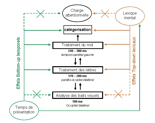 Figure 4.7 : Schéma de synthèse des principaux résultats obtenus dans l’étude sur les effets "top-down" lexicaux influençant l’identification de lettres.