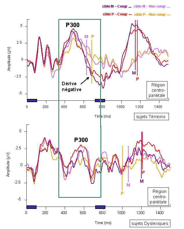 Figure 6.12 : PE mesurés dans la région centro-pariétale (dérivation linéaire des électrodes C1, CP1, Cz, CPz, C2, CP2), pour les deux conditions de congruence et les deux catégories cible. 