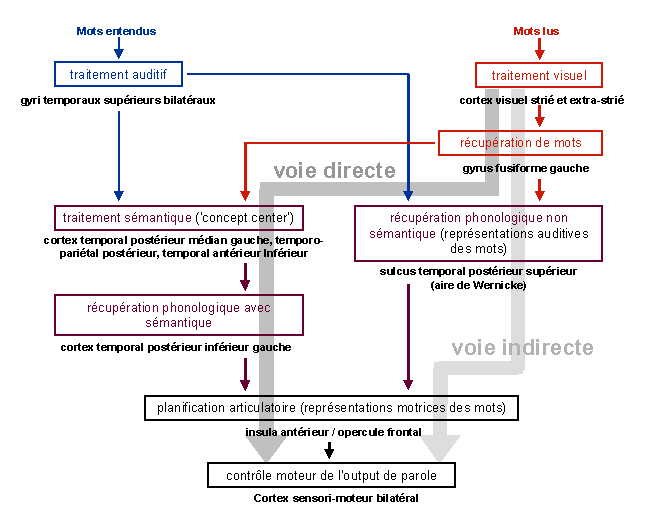 Figure 1.13 : Schéma de synthèse : Voies de traitement de mots isolés lus ou entendus
