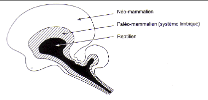 Figure 1 : trois niveaux d'organisation du cerveau, d'après Mac Lean (Cambier et Verstichel, 1998 : 2)