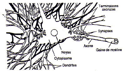 Figure 2 : réseau des axones avec ses synapses (Joly et Boujard, 1993 : 188)
