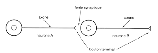 Figure 3 : synapse entre un neurone A et un neurone B, (Joly et Boujard, 1993 : 191)