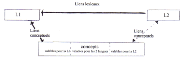 Figure 2 : liens lexicaux et conceptuels entre deux langues dans le lexique mental 