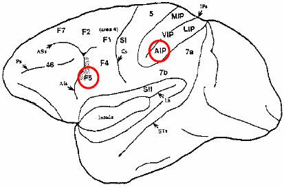 Figure 2.1 :Vue latérale de l’hémisphère gauche du cerveau de singe.