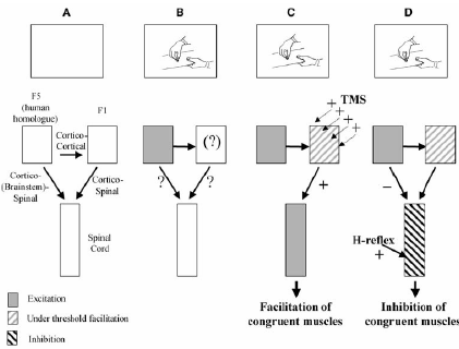 Figure 2.7 : Effet de l’observation d’actions aux niveaux cortical et spinal.