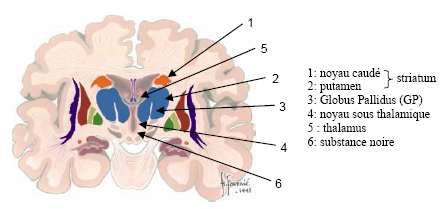 Figure 10.1 :Anatomie des ganglions de la base.