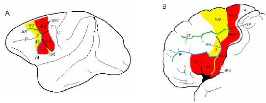 Figure 2.5 : Carte cytoarchitectonique de la partie caudale du lobe frontal gauche du cerveau de singe et homologies avec le cortex frontal de l’homme.