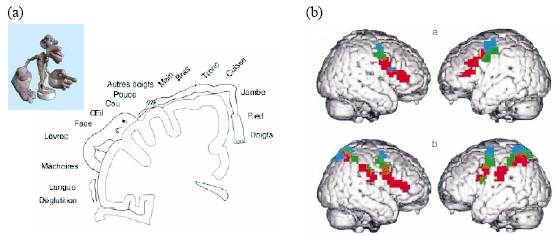 Figure 2.10 : (a) Somatotopie du cortex moteur humain (Penfield & Rasmussen, 1952). (b) Organisation somatotopique des activations prémotrices et pariétales lors de l’observation d’actions.