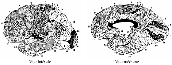 Figure 9.1 : Les aires cytoarchitectoniques du cortex cérébral chez l’homme.