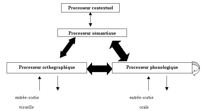 Figure 1: Illustration des processeurs et des flux d’informations intervenant entre eux au cours des traitements en lecture et en écriture chez les experts (d’après Fayol & Gombert, 1999)